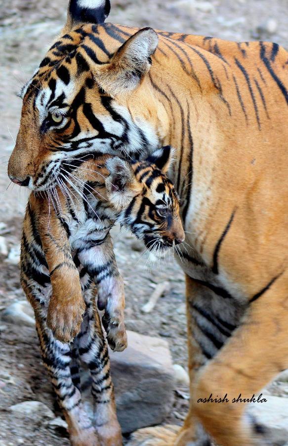 The Fern Ranthambore Forest Resort Rajasthan ساواي مادهوبور المظهر الخارجي الصورة